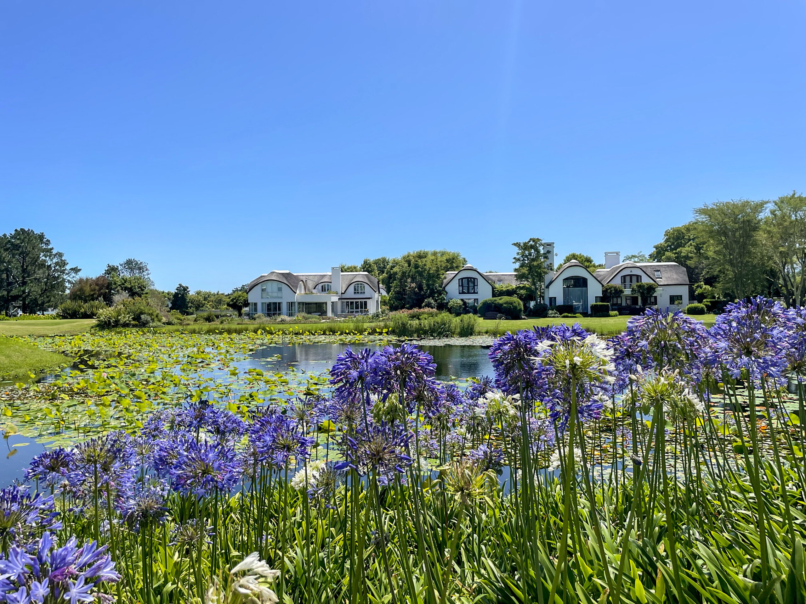 Blühende Blumen am ruhigen Teich.