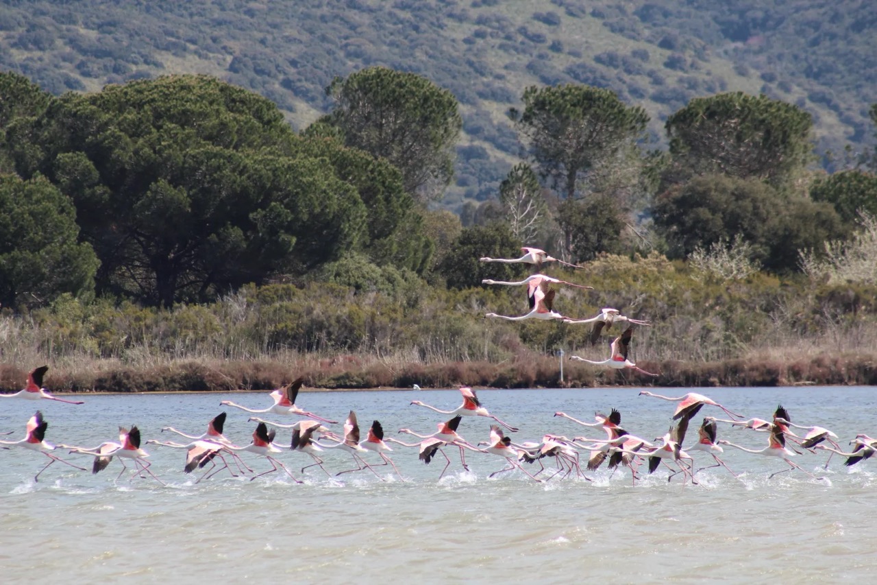 Flamingos fliegen über das Wasser.