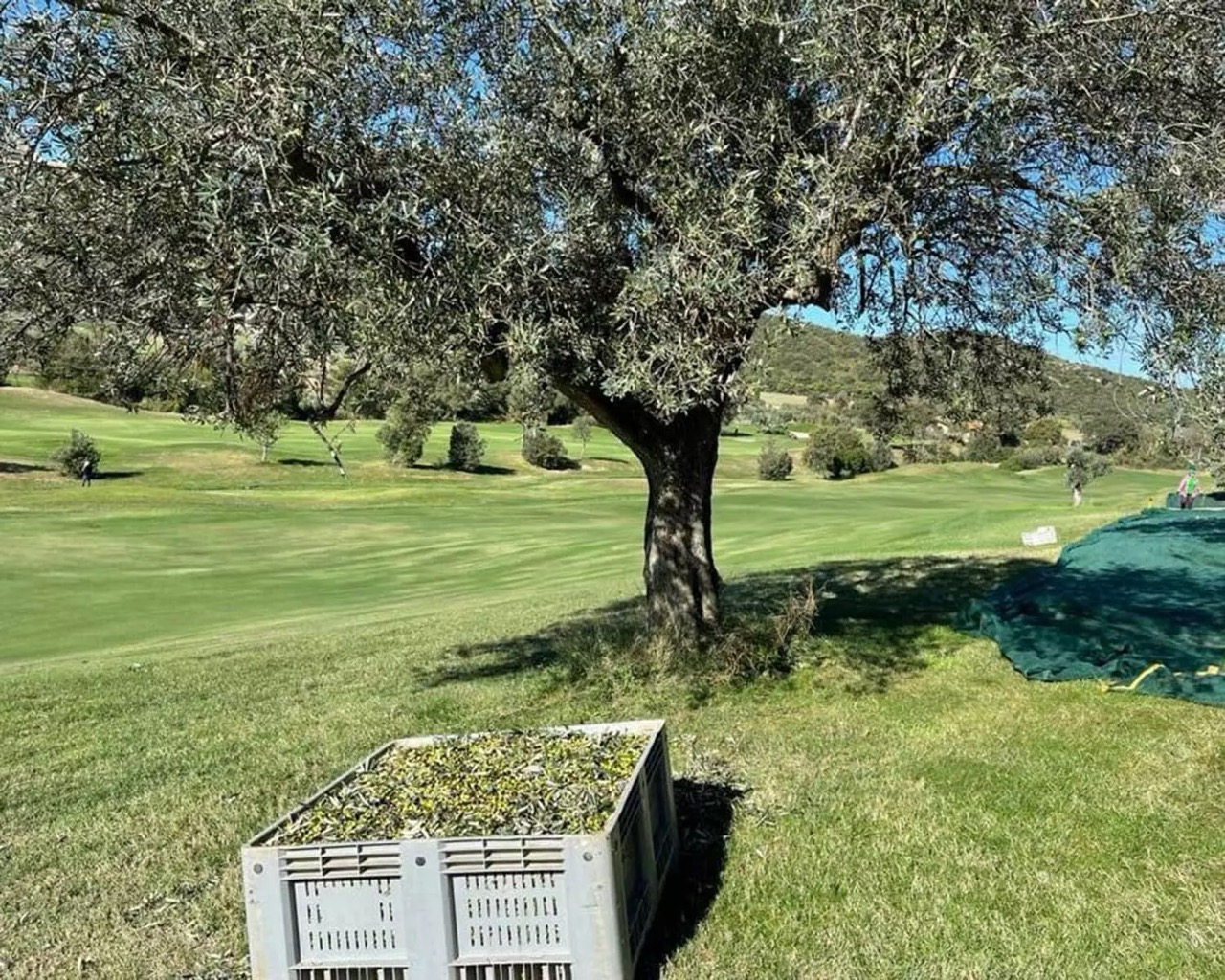 Olivenbaum mit Erntekisten im Gras