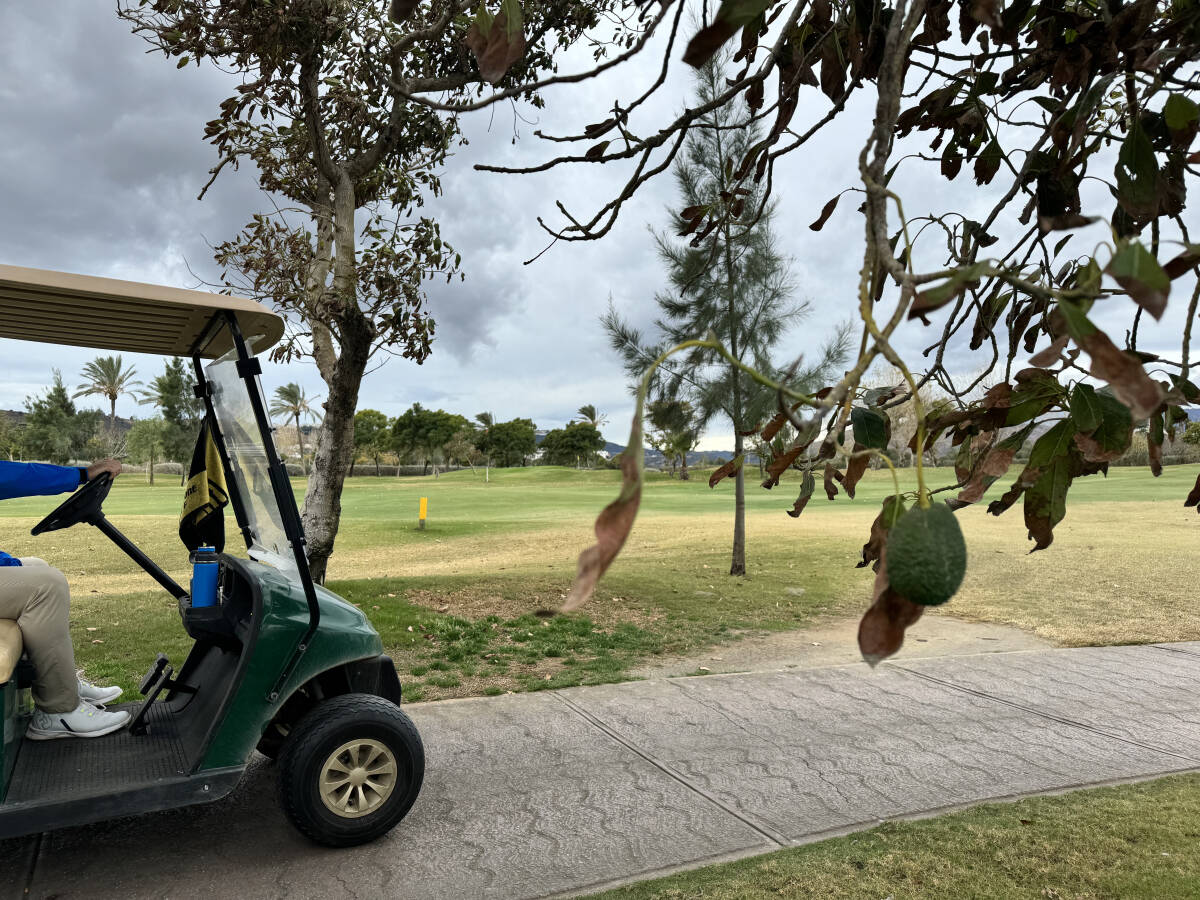 Avocadobaum mit Golfbuggy