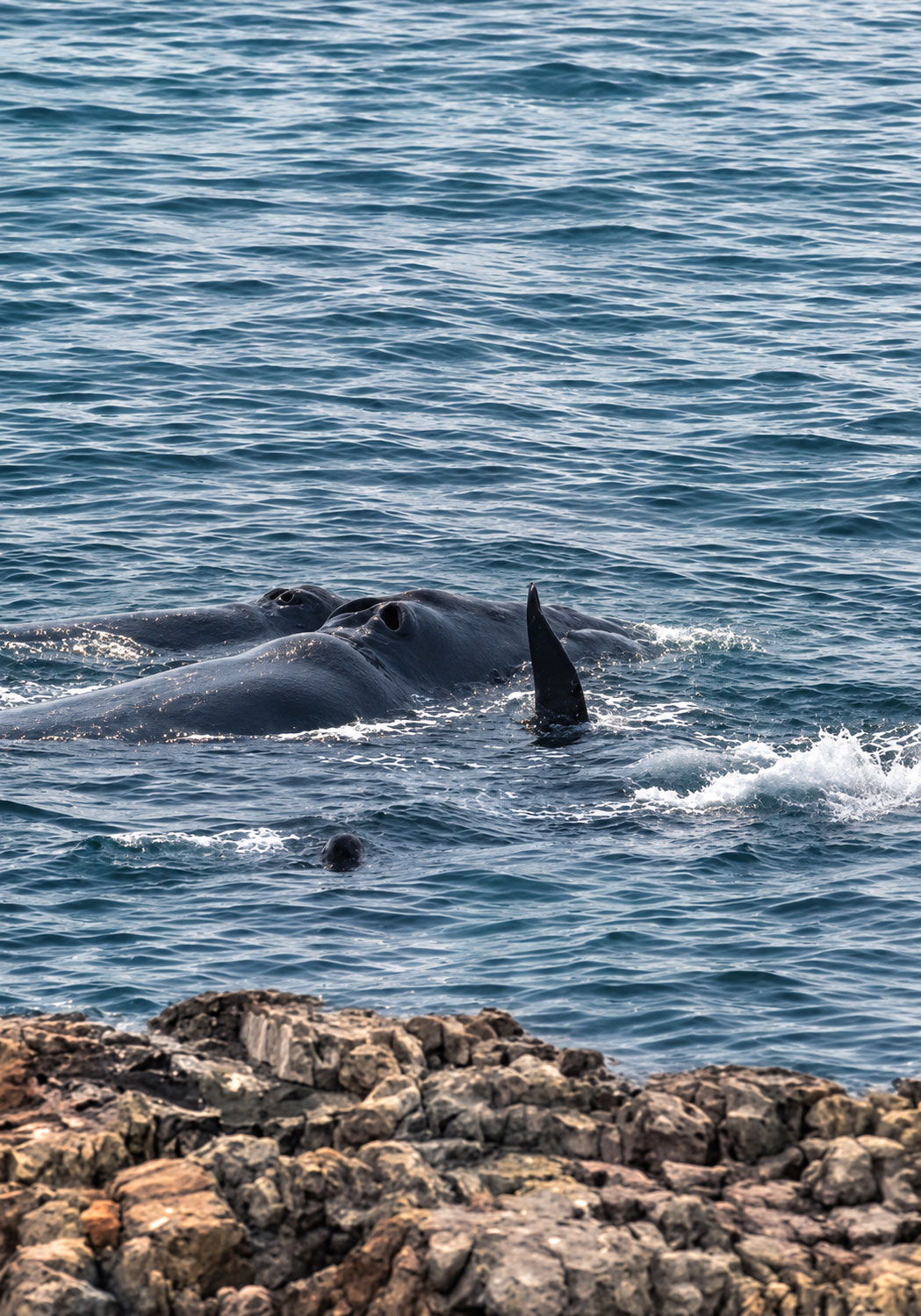Southern Right Whales direkt vor der Küste von Hermanus in der Walker Bay