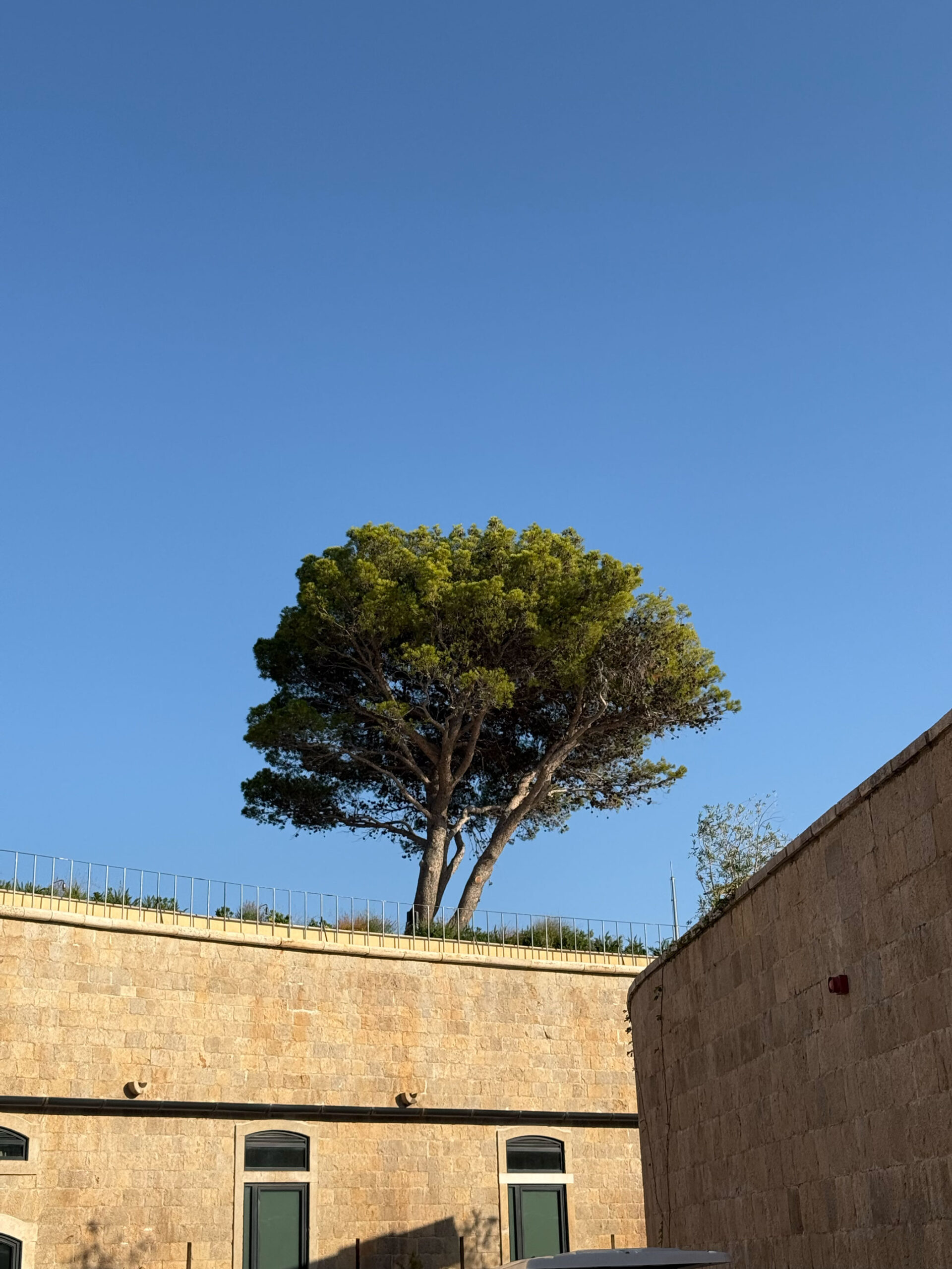 Alte Pinie auf Mamula Island by Banyan Tree in Montenegro