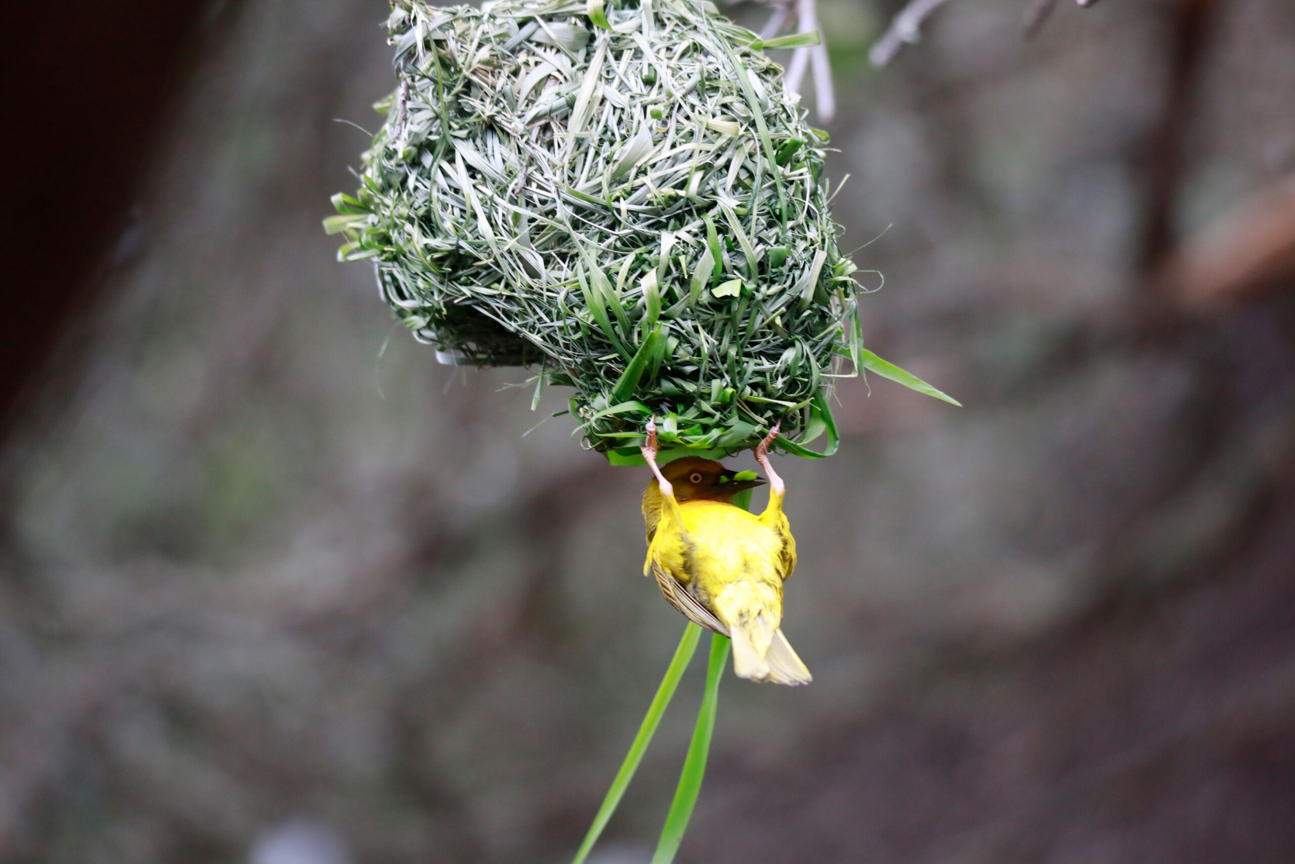 Gelber Webervogel mit seinem Nest