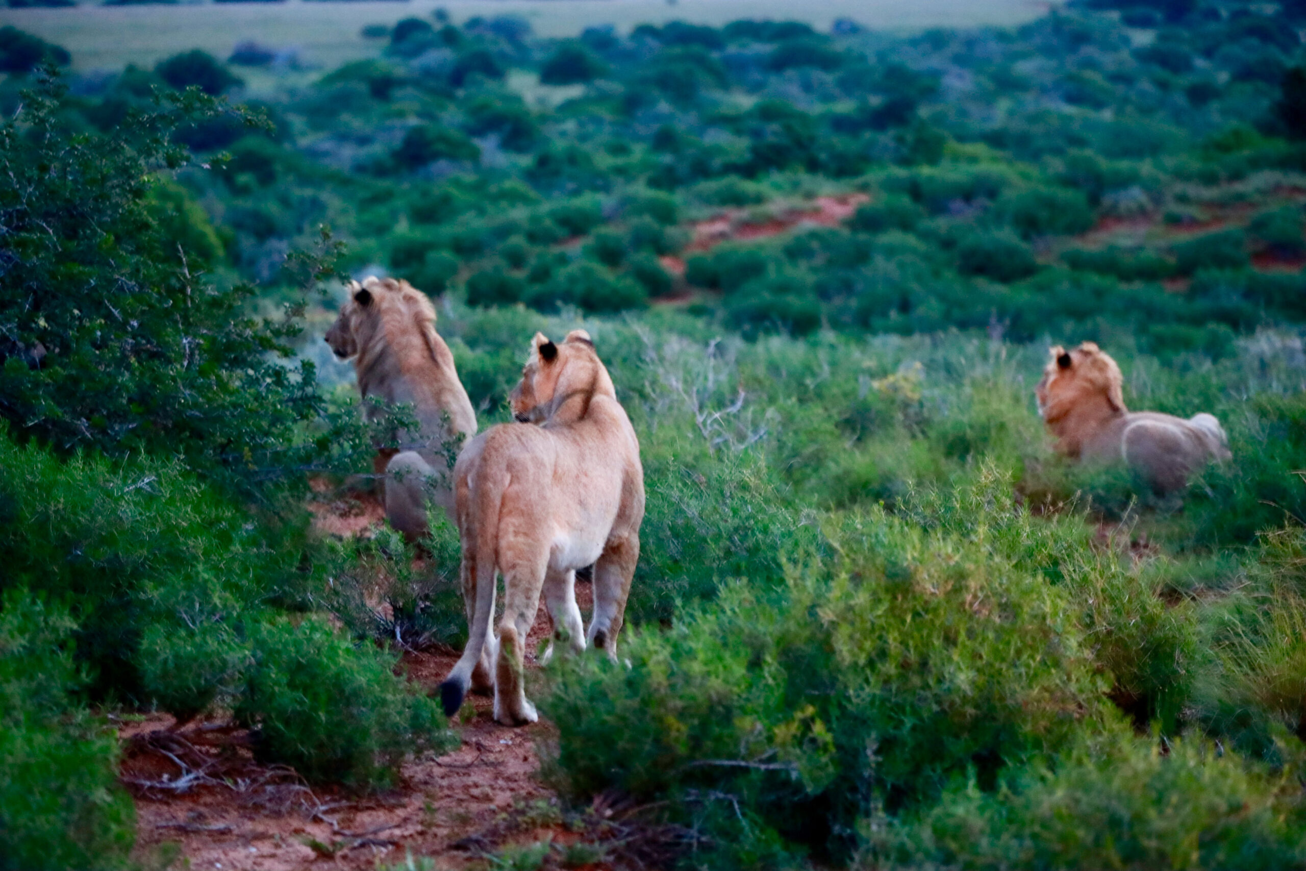 Löwe im Abendlicht des Shamwari Private Game Reserve in Südafrika