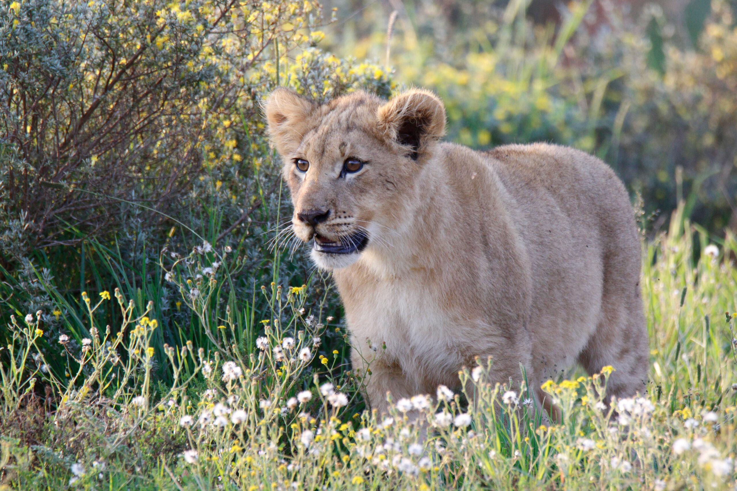 Junger Löwe im grünen Busch des Shamwari Private Game Reserve