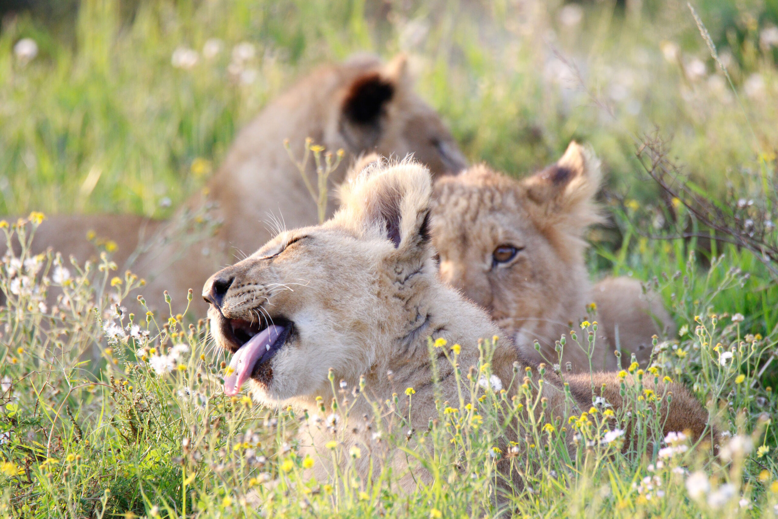 Junge Löwen liegen gemeinsam im Gras im Shamwari Private Game Reserve