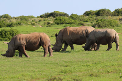 Nashörner im Shamwari Private Game Reserve in Südafrika