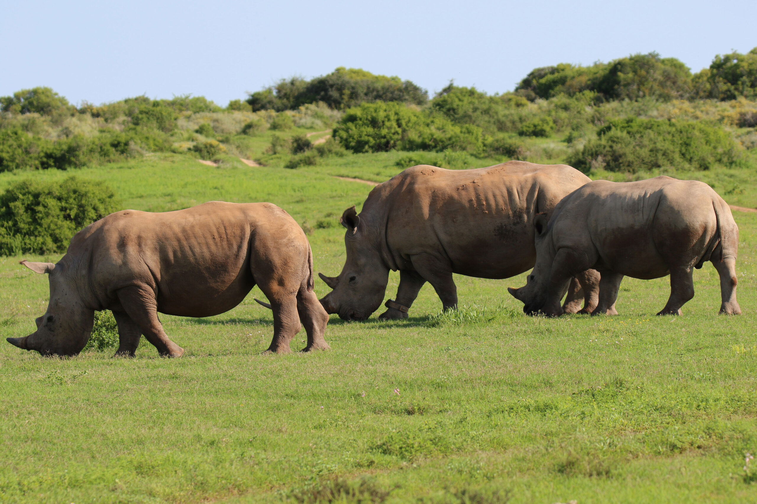 Nashörner im Shamwari Private Game Reserve in Südafrika