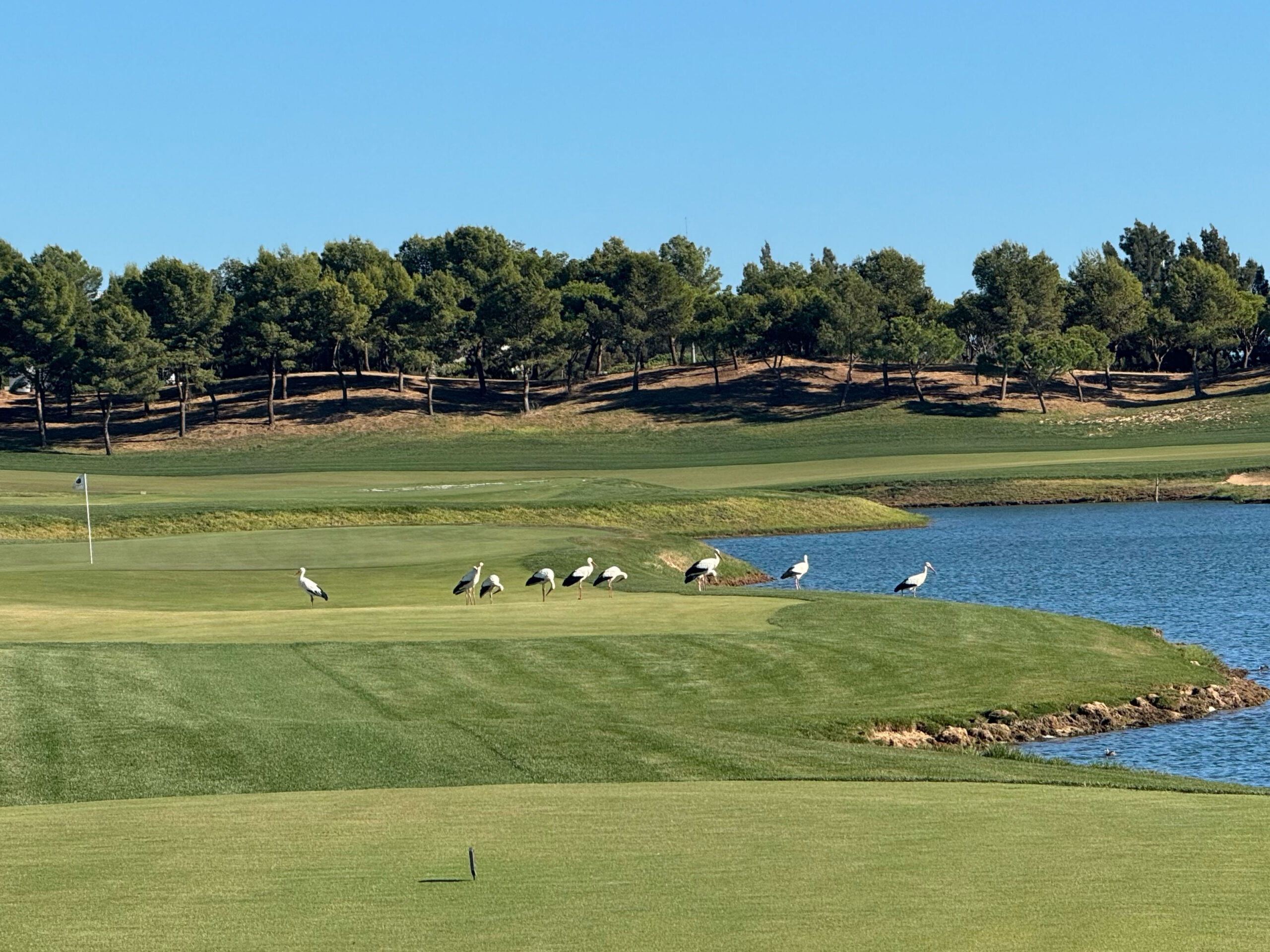 Störche auf einem Golfplatz am Wasser