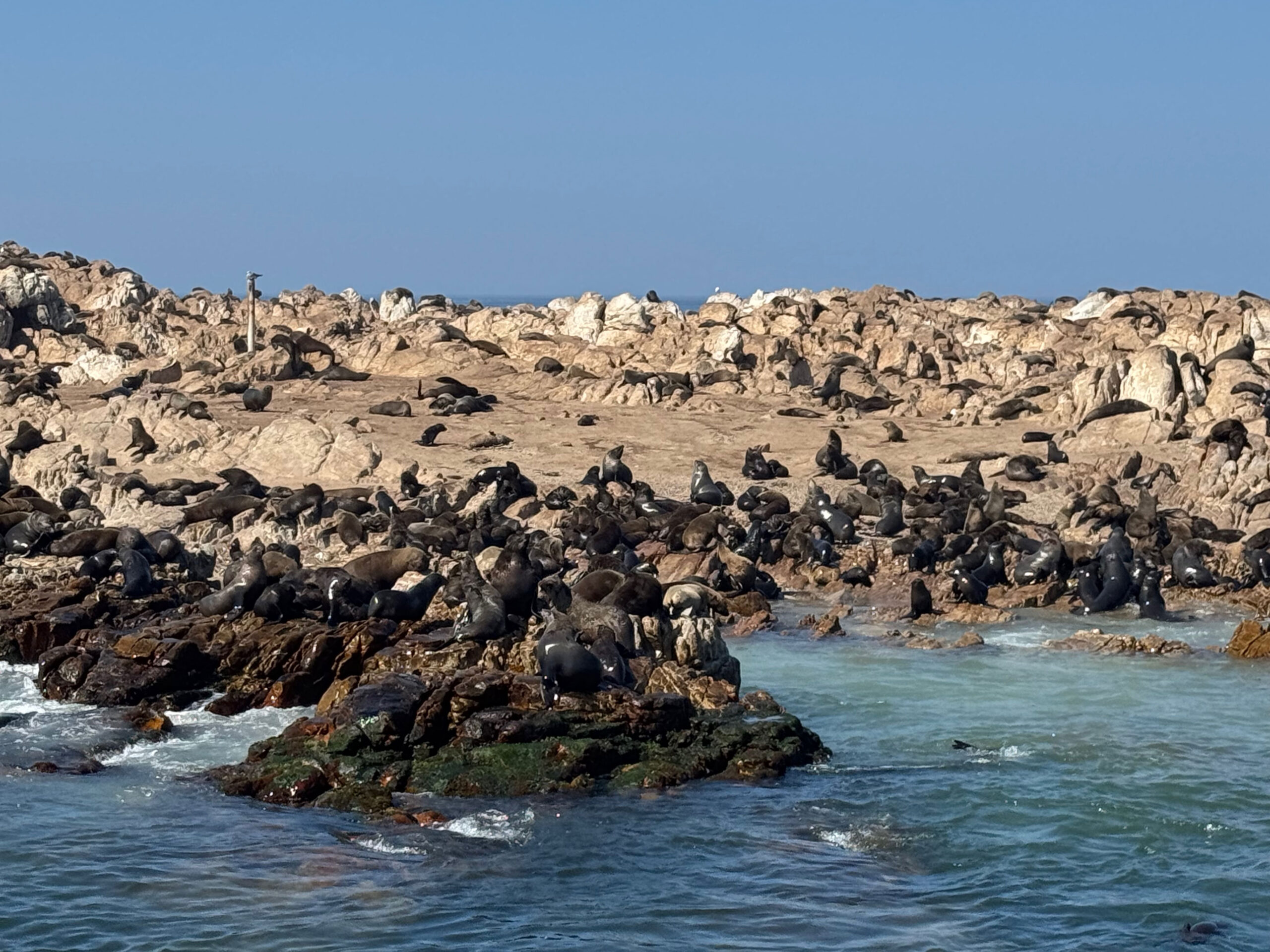 Grosse Robbenkolonie auf felsiger Insel vor Gansbaai