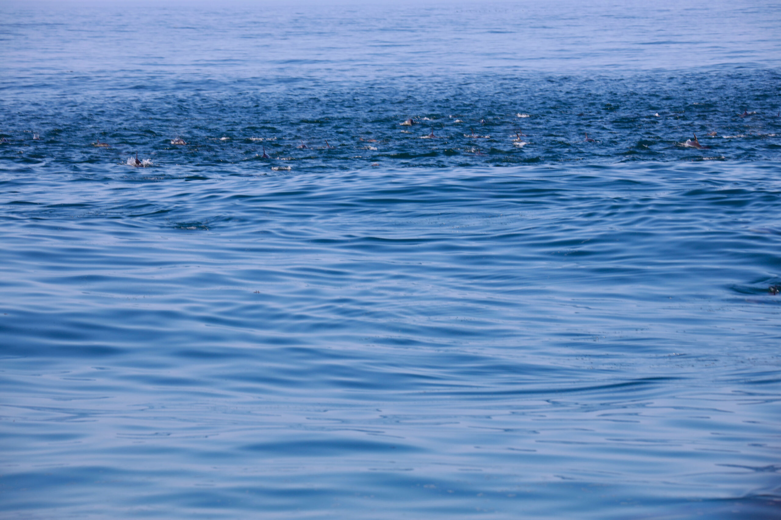 Delfin-Superpod an der Wasseroberfläche vor Gansbaai